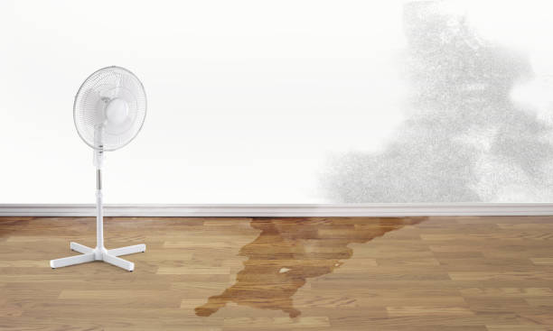 Best Mold removal after water damage  in Moreauville, LA